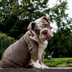 RebelBullys