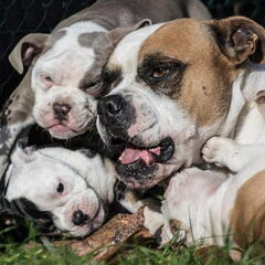 RebelBullys
