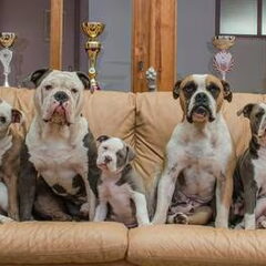 RebelBullys