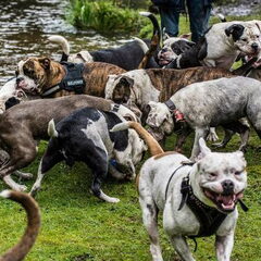 RebelBullys