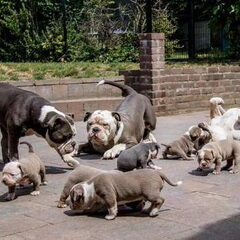 RebelBullys