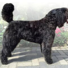 Of Flanders Best - bouvier des Flandres