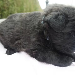 Of Flanders Best - bouvier des Flandres