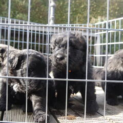 Of Flanders Best - bouvier des Flandres