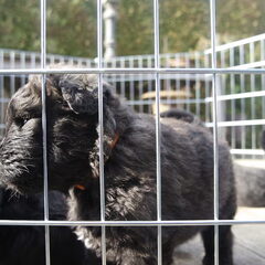 Of Flanders Best - bouvier des Flandres