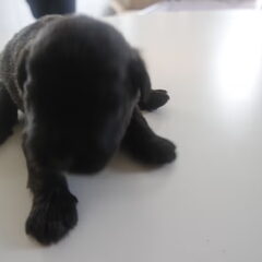 Of Flanders Best - bouvier des Flandres