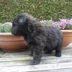Of Flanders Best - bouvier des Flandres