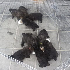 Of Flanders Best - bouvier des Flandres