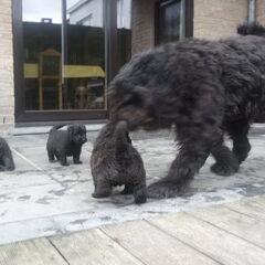 Of Flanders Best - bouvier des Flandres