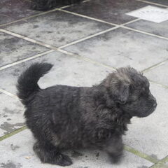 Of Flanders Best - bouvier des Flandres