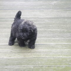 Of Flanders Best - bouvier des Flandres