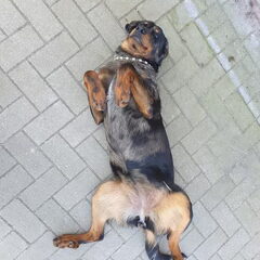 BergerdelaBage