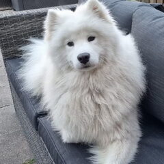 A Tail of Ice&Floof
