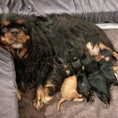 Nelly's Cavaliers