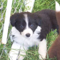 Pip met 6 weken...