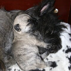 Deze pup is het geworden