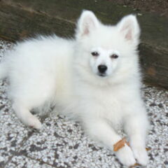 is dit geen geweldige witte kees van dogs of the dutch.hij…