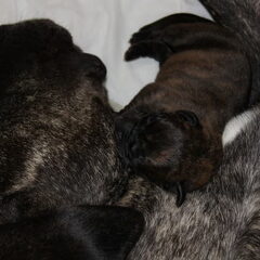 de jonge kroost van onze laika geboren op 03-10-2010
