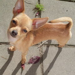 Lady, mijn Kleine trots !