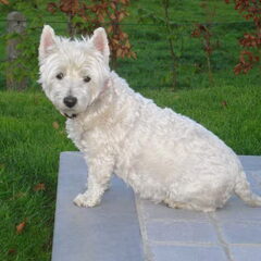 Dit is onze westie Bieke, geboren in 1997 en gestorven in…