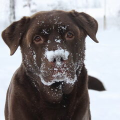 Nee hoor, heb geen sneeuw gegeten!!