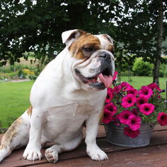Madamme!