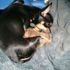 ukkie en dr pups