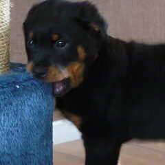 Toen Wodan nog een kleine pup was...