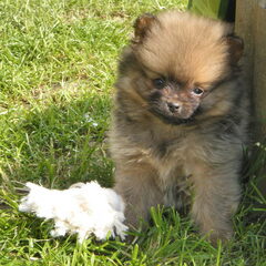 Kees als pup