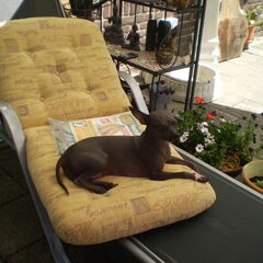 Lekker in de tuin en liggen op de beste plaats