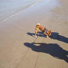 aan zee