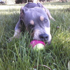 Spelen met de bal