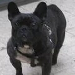 Ons nieuwe familielid: Benny Benny is een 5 jaar oude…