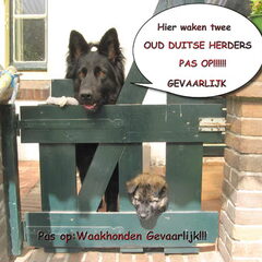 Angel of Wassenaer; Moederhond Angel samen met haar dochter…
