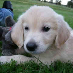 dit is bianca onze goldenretriever pup van 18 weken oud