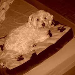 mickey