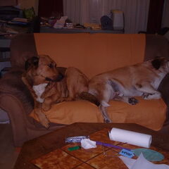 2 grote honden in een kleine bank gepropt
