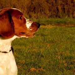 Stoere vent @ develbos 31 oktober 2010