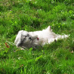 Whaaaa, it's a cute little longcoat Shih Tzu hahaha