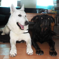 Mike en Tosca, hondje van mijn zusje