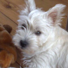 Amy,5 maanden oud.