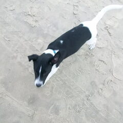Odie dagje op Texel 15wk oud