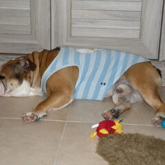 sleeping ozzy