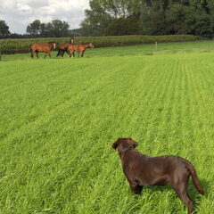 Viggo is gefascineerd door andere dieren, paarden: koeien…