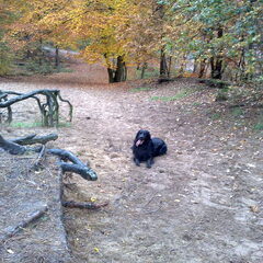 benji 2 jaar. lekker dollen in het bos is het liefste wat…
