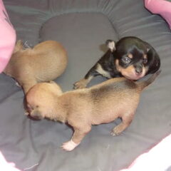 pups 2 weken oud