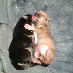 zo lief samen