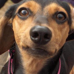 Onze Mucea is een kruising teckel/jack russel en is de…