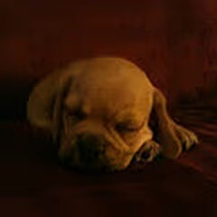 Puggles slaapt