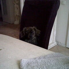Gipsy komt ook even kijken
